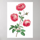Search for provence posters Flower