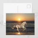 Search for andalucian Horse