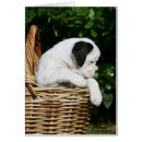 Search for bob and pam langrish Boxer