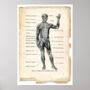 Search for muscle man posters Anatomy