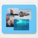 Search for polar bear mousepads Animals