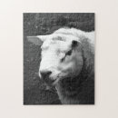 Search for sheep puzzles Farms