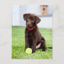 Search for labradors postcards Puppy