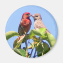 Search for finch magnets House
