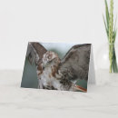 Search for red tail cards Hawk