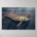 Search for arab camel posters Camels