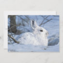 Search for snowshoe hare postcards Animals