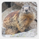 Search for marmots stickers Groundhog