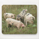 Search for pig mousepads Pets