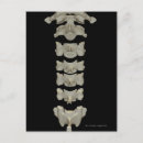 Search for vertebrae postcards Small business