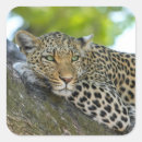 Search for wildcats stickers Leopard