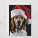Search for pampered pets postcards Animal