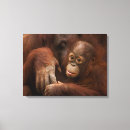 Search for orangutan canvas prints Jungle