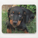 Search for dog eat electronics Puppy