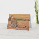 Search for resting cards Wildlife