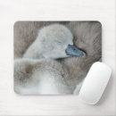 Search for mute swan electronics Bird
