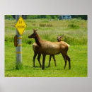 Search for wildlife photography posters Elk