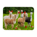 Search for alpaca magnets Humor