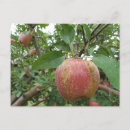 Search for cider postcards Apple