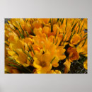 Search for spring crocus posters Botanical