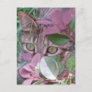 Search for cat eye postcards Photograph