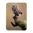 Search for sawing magnets Animal