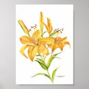 Search for tiger lily Botanical