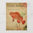 Search for vintage fish postcards Carte postale