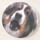 Search for collie coasters Pet