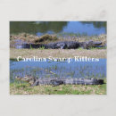 Search for gators postcards Dangerous