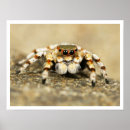 Search for jumping spider posters Close up