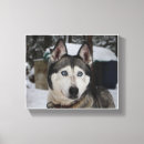Search for alaskan malamute art Cute