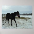 Search for black stallion horse posters Equestrian