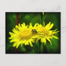 Search for beetles postcards Flower