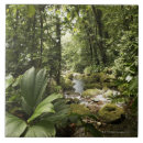 Search for stream tiles Nature