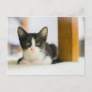 Search for kitten postcards Horizontal