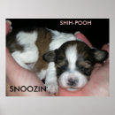 Search for shih posters Puppy