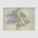 Search for syringa Nature