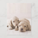Search for miniature dachshund postcards Baby
