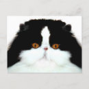 Search for bicolor postcards Cat