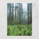Search for foliage mist postcards Landscape