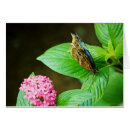 Search for morpho cards Nature