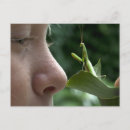Search for mantis postcards Mantid