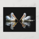 Search for white pelican postcards Wildlife
