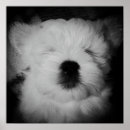 Search for dog napping posters Dogs