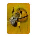 Search for pollen magnets Yellow