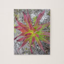 Search for coastal puzzles Red
