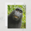 Search for funny monkey cards Photography
