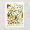 Search for flower illustration postcards Botanical