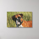 Search for boxer dog canvas prints Red and white